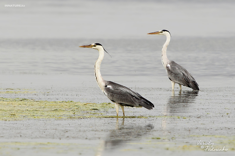 ardea-cinerea_02_1.jpg