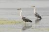 ardea-cinerea_02_t1_1.jpg