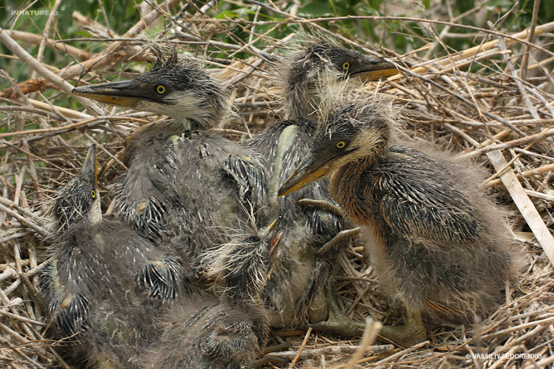 ardea-cinerea_03.jpg