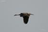 ardea-purpurea_01_t1.jpg