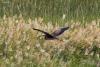 ardea-purpurea_02_t1.jpg