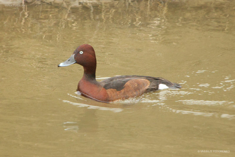 aythya-nyroca_01.jpg