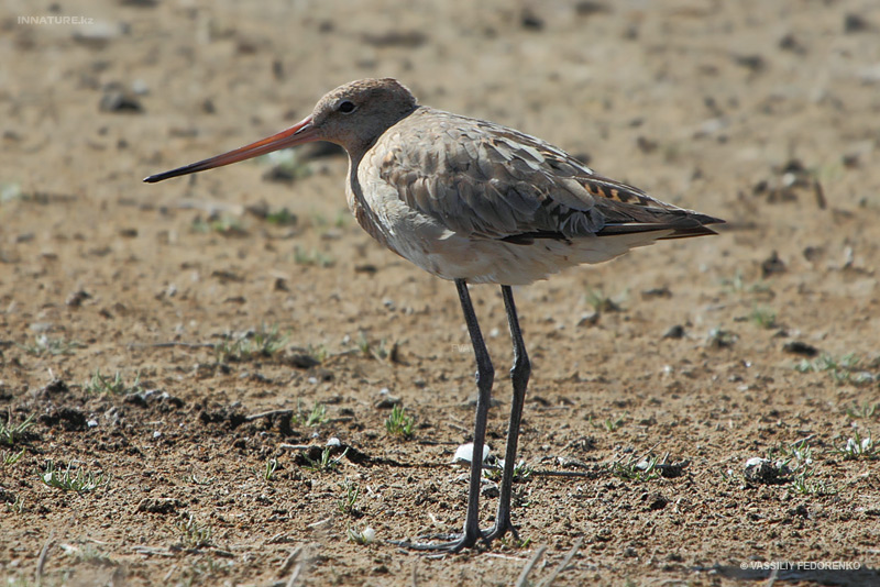 bird_01.jpg