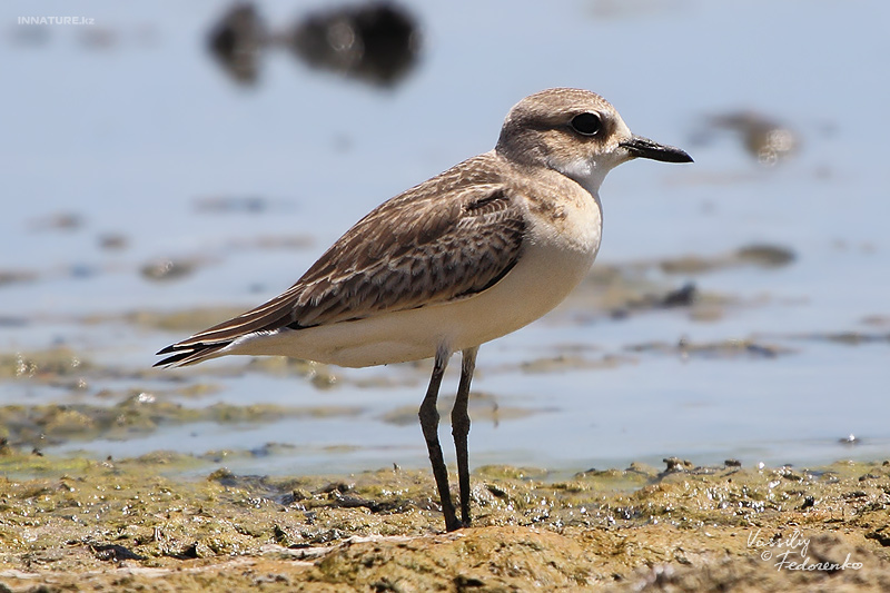 bird_01_1.jpg