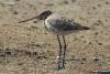 bird_01_t1.jpg