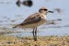 bird_01_t1_1.jpg