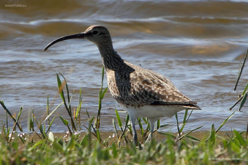 bird_02.jpg