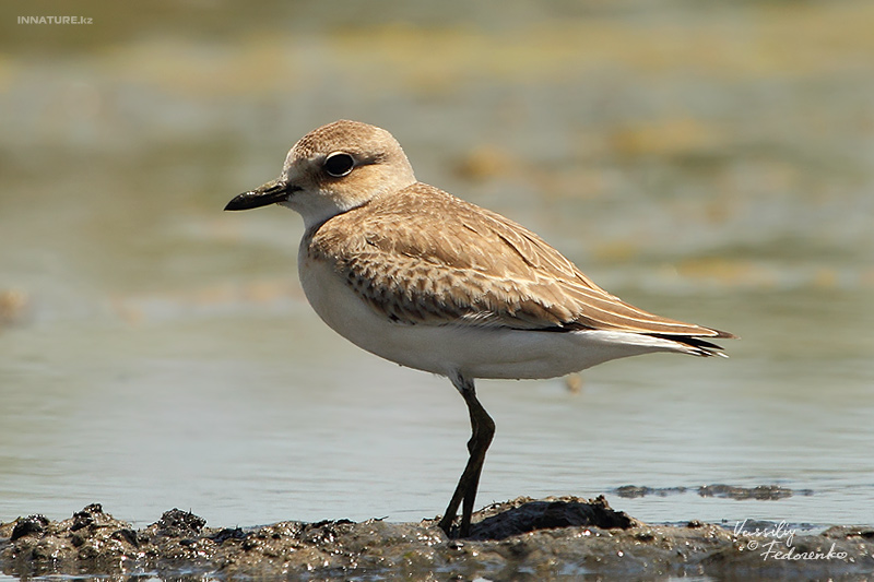 bird_02_1.jpg