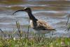 bird_02_t1.jpg