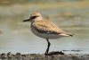 bird_02_t1_1.jpg
