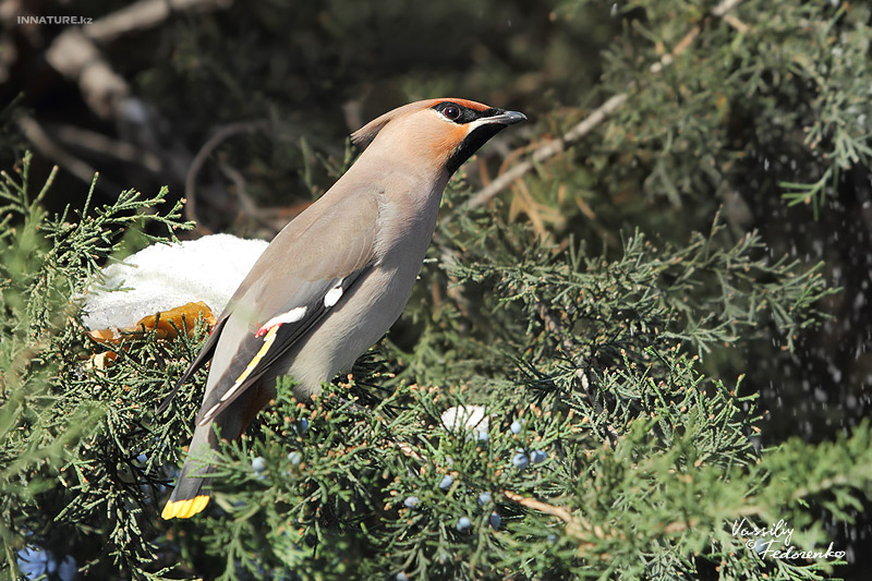 bombicilla-garrulus_01_1.jpg