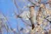bombicilla-garrulus_01_t1.jpg