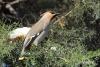 bombicilla-garrulus_01_t1_1.jpg