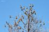 bombicilla-garrulus_02_t1.jpg