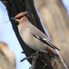 bombicilla-garrulus_02_t1_1.jpg