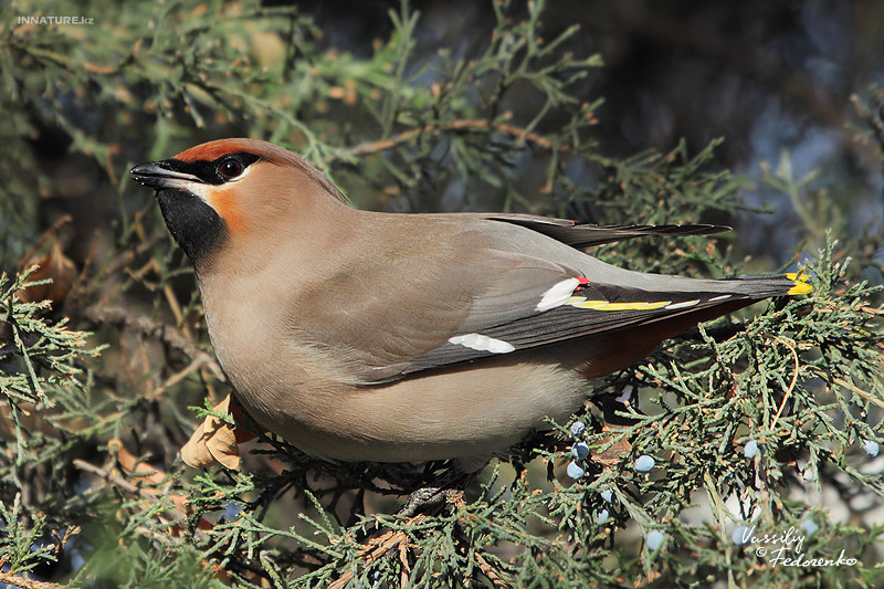 bombicilla-garrulus_03_1.jpg