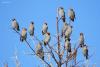 bombicilla-garrulus_03_t1.jpg