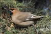 bombicilla-garrulus_03_t1_1.jpg