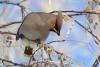 bombicilla-garrulus_04_t1.jpg
