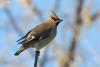 bombicilla-garrulus_05_t1.jpg