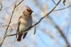 bombicilla-garrulus_06_t1.jpg