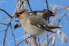 bombicilla-garrulus_07_t1.jpg