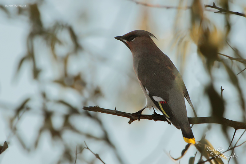bombycilla-garrulus_01.jpg