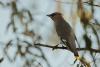 bombycilla-garrulus_01_t1.jpg