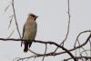 bombycilla-garrulus_01_t1_1.jpg