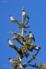 bombycilla-garrulus_01_t1_2.jpg
