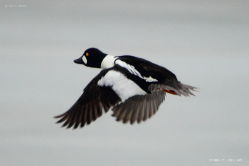 bucephala-clangula_01.jpg