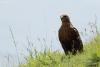 buteo-buteo_01_t1.jpg