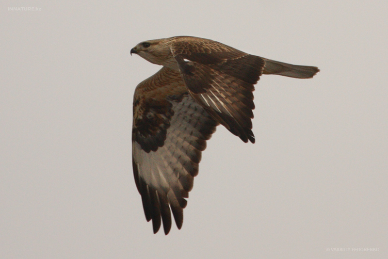 buteo-hemilasius_01.jpg