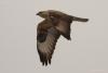 buteo-hemilasius_01_t1.jpg