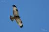 buteo-hemilasius_01_t1_1.jpg