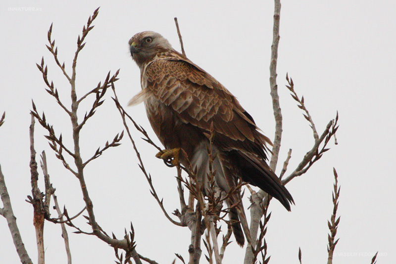 buteo-lagopus_01.jpg