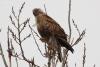 buteo-lagopus_01_t1.jpg