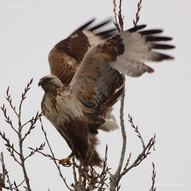 buteo-lagopus_02.jpg