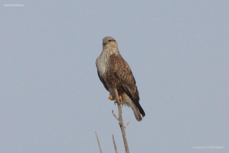 buteo-rufinus_01.jpg