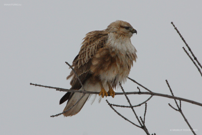 buteo-rufinus_01_1.jpg