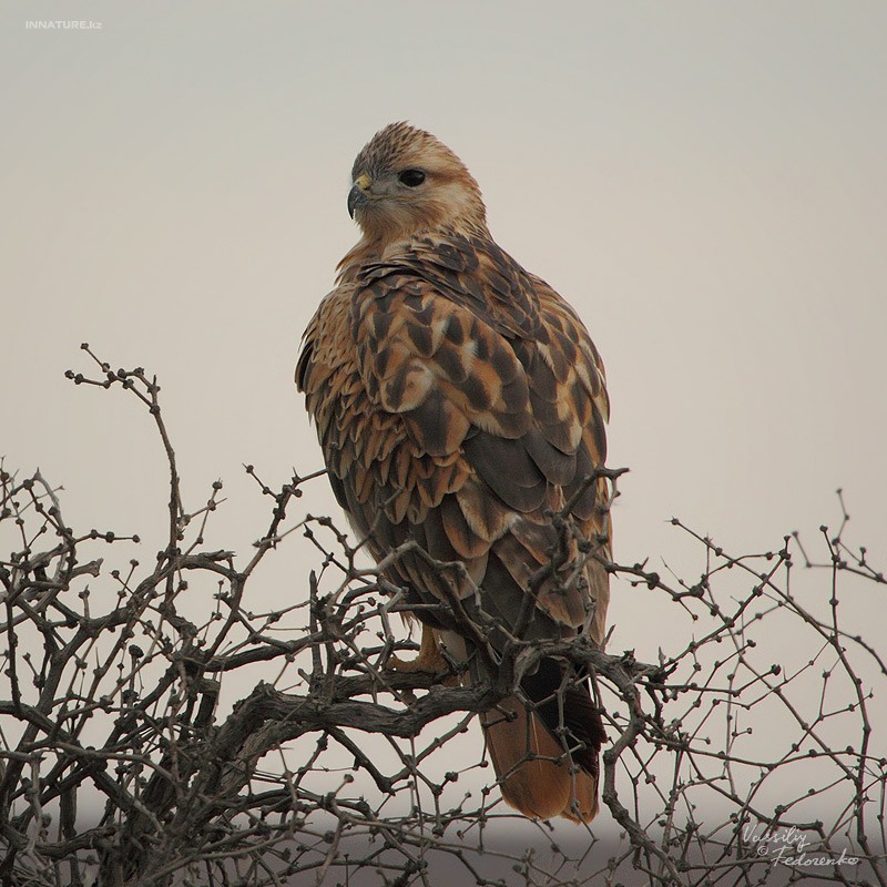 buteo-rufinus_01_3.jpg