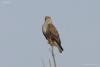 buteo-rufinus_01_t1.jpg