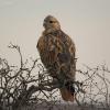 buteo-rufinus_01_t1_3.jpg