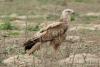 buteo-rufinus_02_t1.jpg