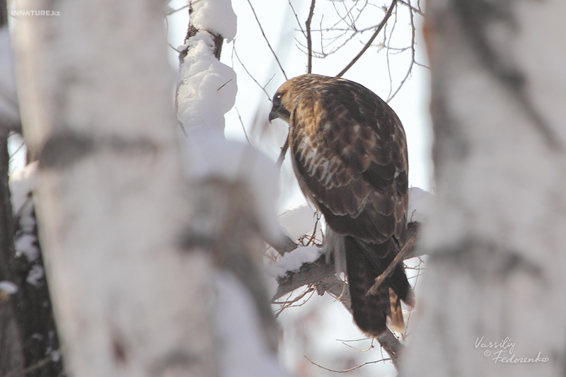 buteo_01_1.jpg