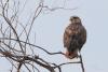 buteo_01_t1.jpg