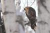 buteo_01_t1_1.jpg