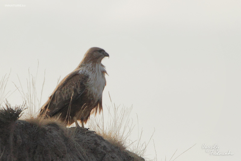 buteo_02.jpg