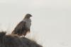 buteo_02_t1.jpg