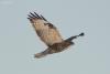 buteo_02_t1_1.jpg